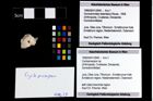 Foto (Objekt + Etikett) von Cycloprosopon sp.  (NHMW-GEO-1990-0041-3940)